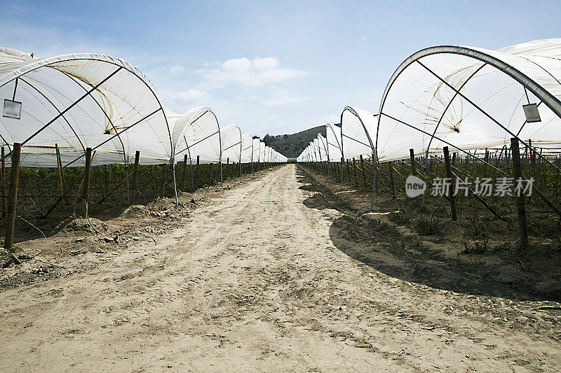 有机农场，las pose, Camarillo Ventura县Ca